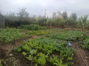 100 by 100 Plot for Sale in Githurai Kiuu Booster