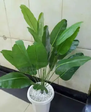 Artificial Green Plants- Tsavo Road , Odeon