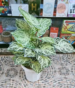 Artificial Plants for Office Décor