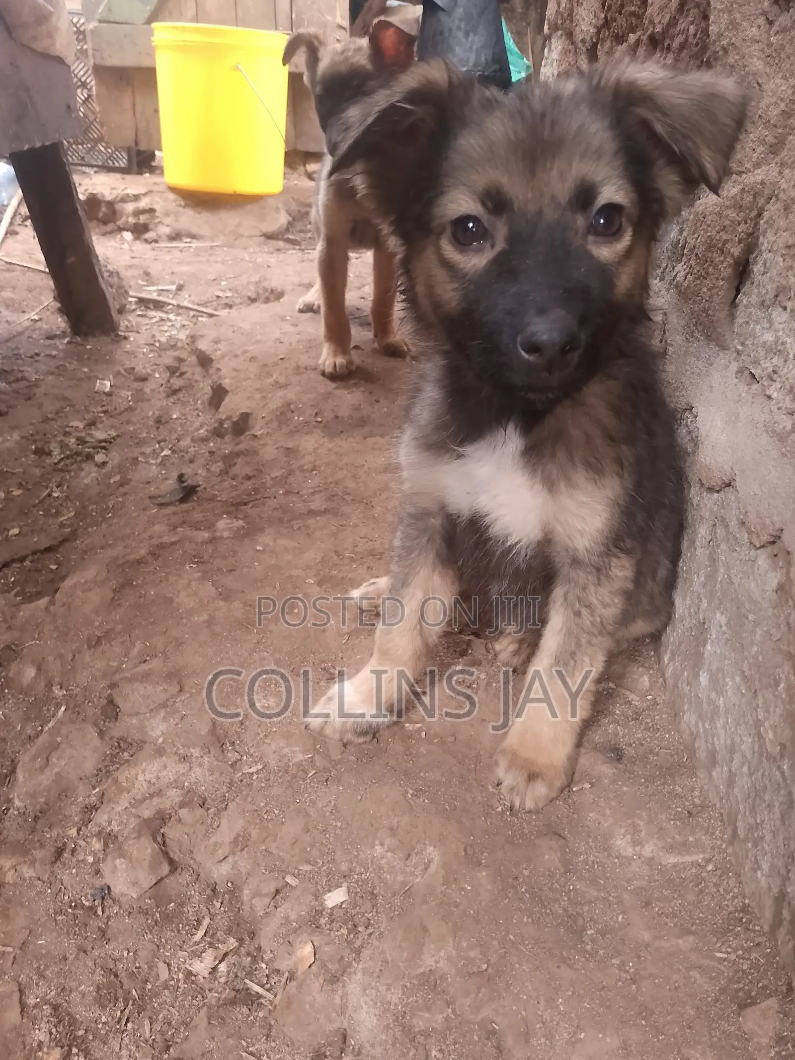1-3 months Male Mixed Breed German Shepherd