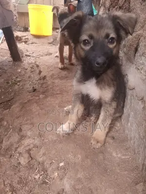 1-3 months Male Mixed Breed German Shepherd