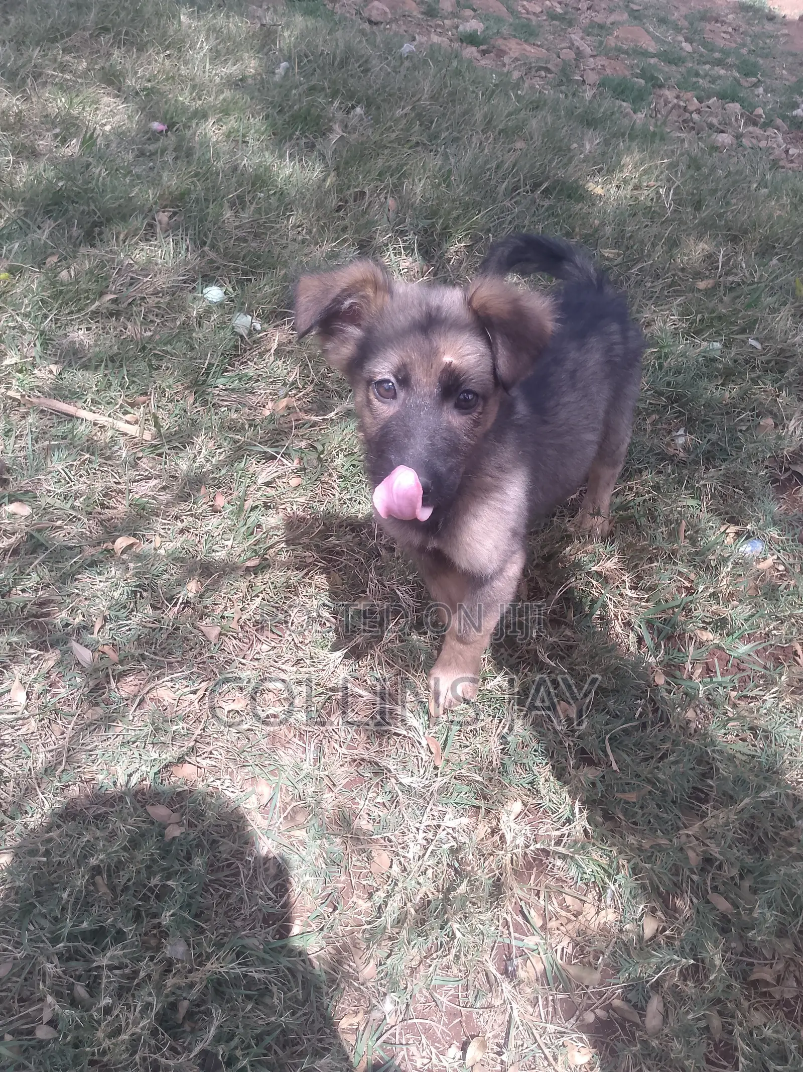 1-3 months Male Mixed Breed German Shepherd