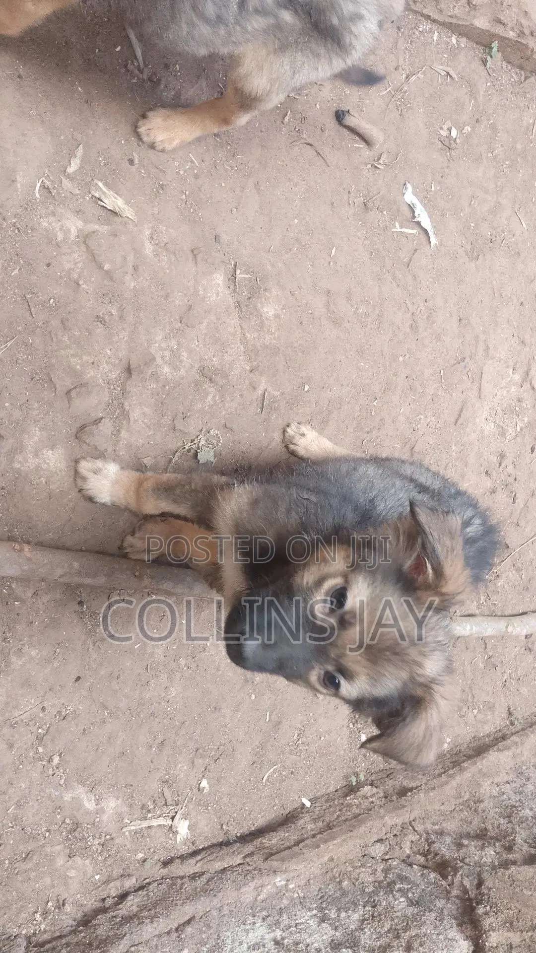 1-3 months Male Mixed Breed German Shepherd