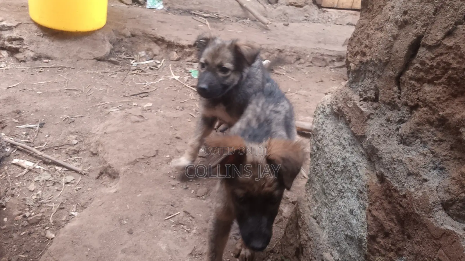 1-3 months Male Mixed Breed German Shepherd