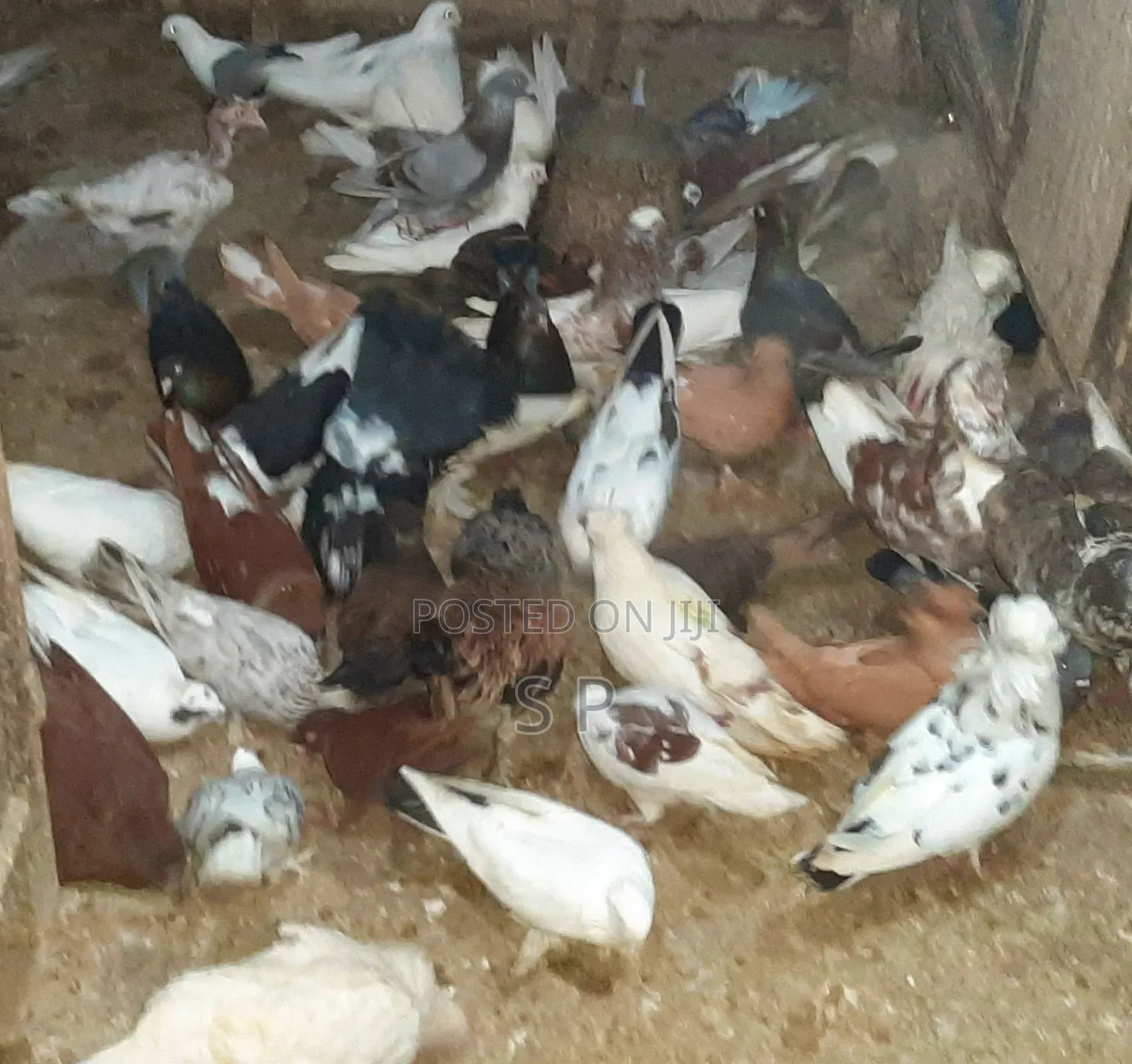 Local Pigeons
