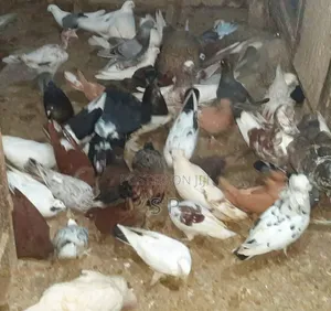 Local Pigeons