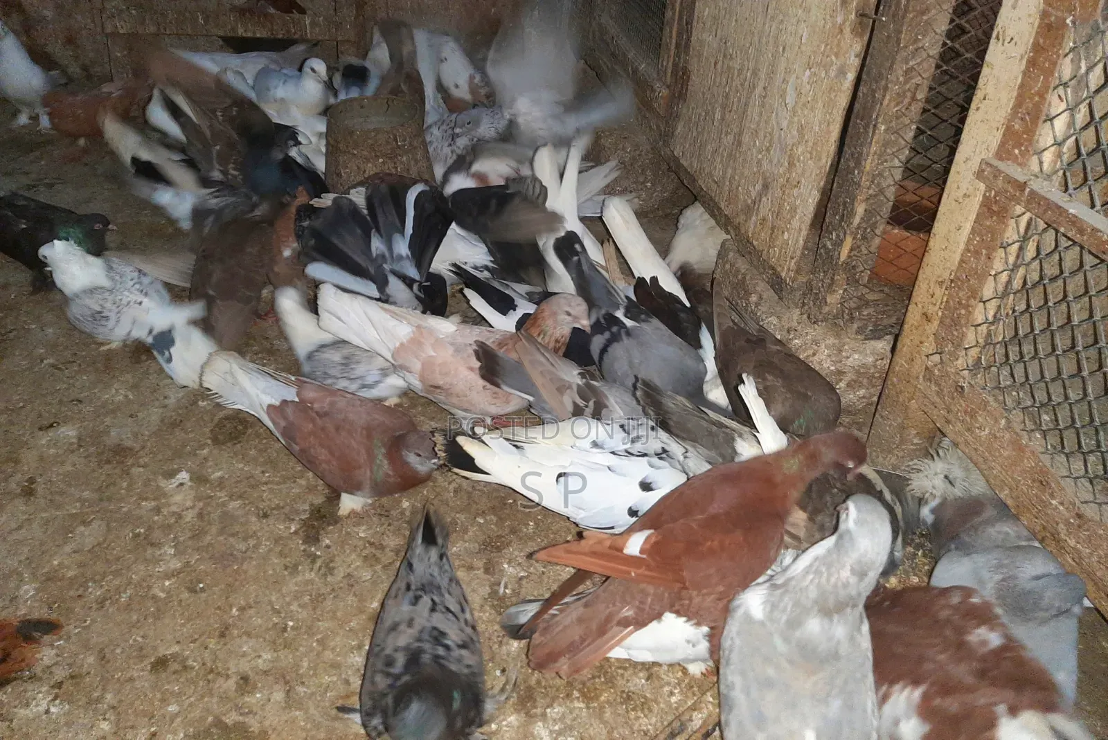 Local Pigeons