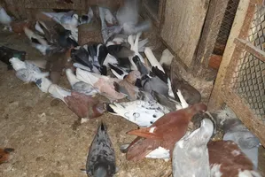 Local Pigeons