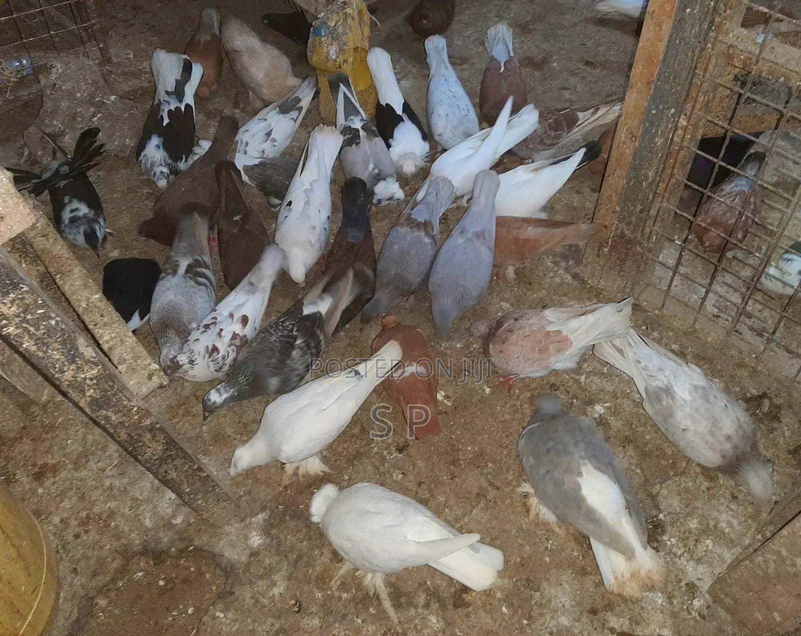 Local Pigeons