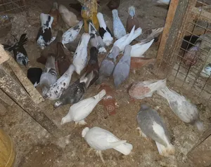 Local Pigeons