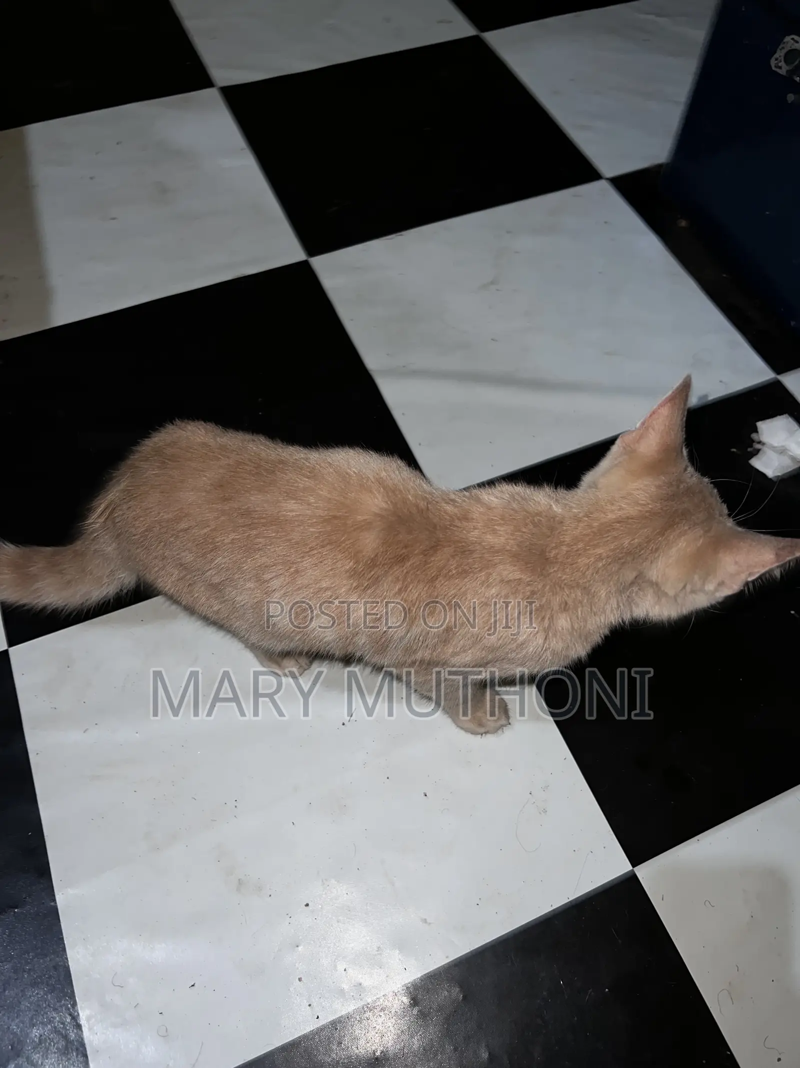 1-3 months Male Purebred American Curl