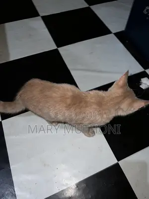 1-3 months Male Purebred American Curl