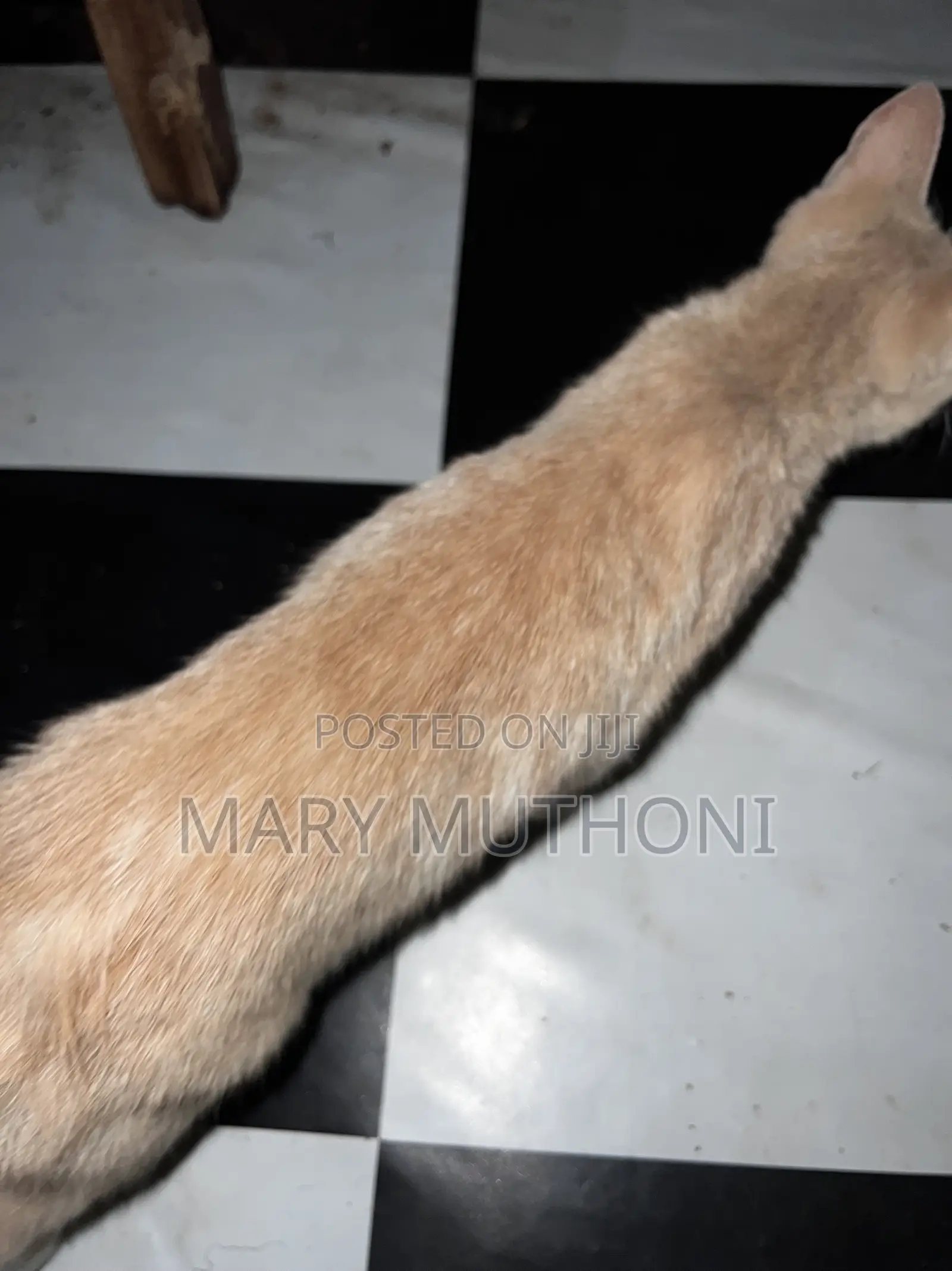 1-3 months Male Purebred American Curl