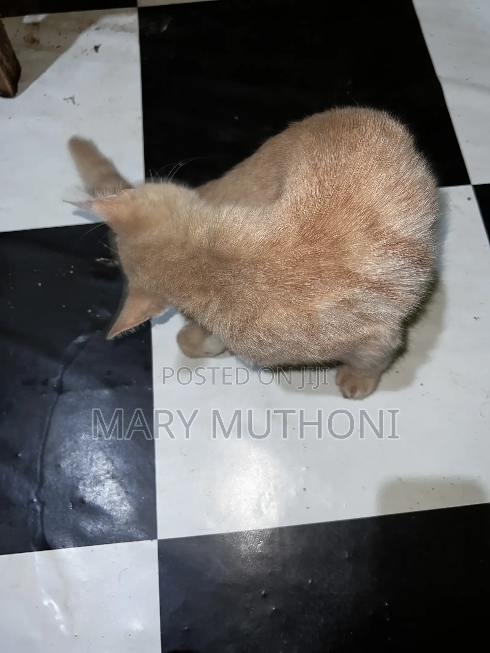 1-3 months Male Purebred American Curl