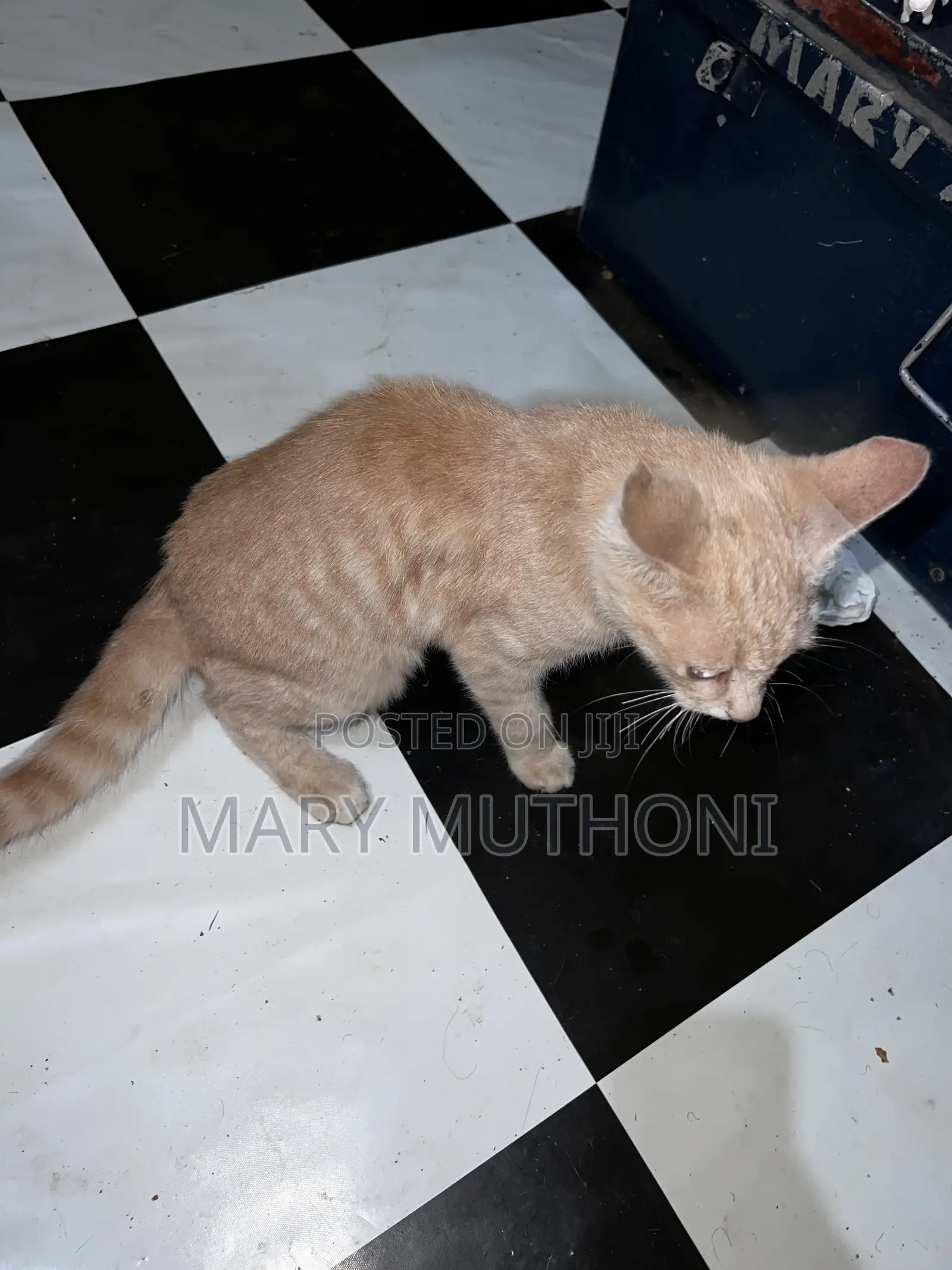 1-3 months Male Purebred American Curl