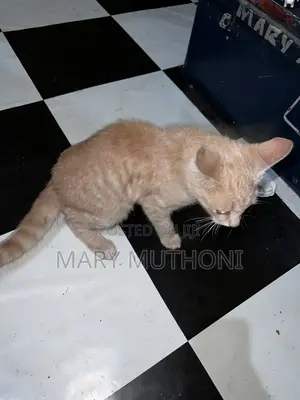 1-3 months Male Purebred American Curl