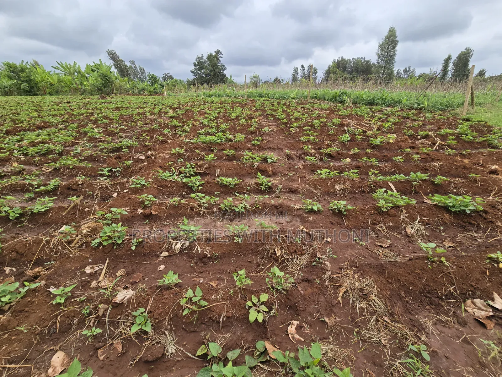 1 Acre for Sale in Kangai, Kirinyaga County.