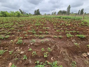 1 Acre for Sale in Kangai, Kirinyaga County.