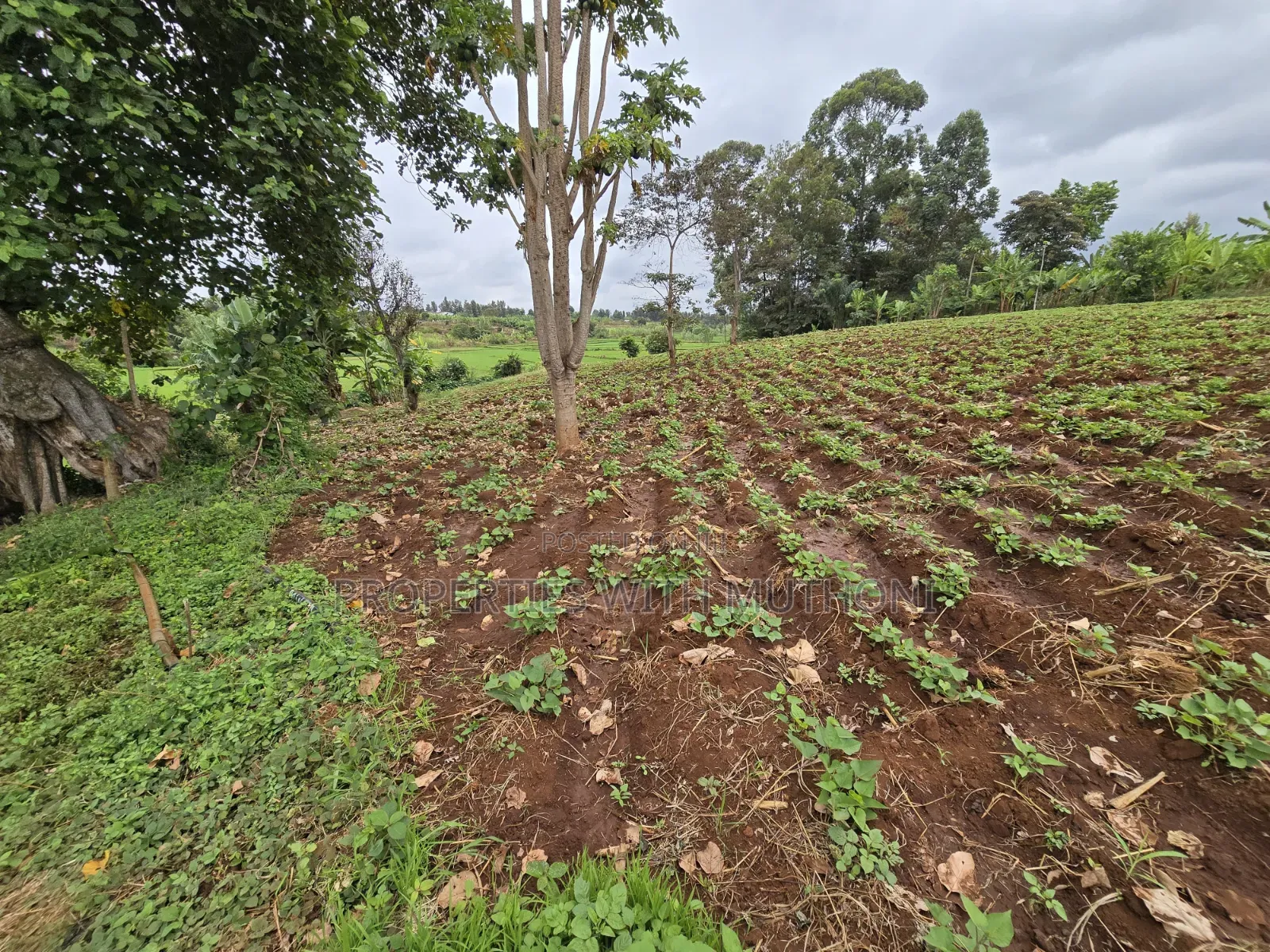1 Acre for Sale in Kangai, Kirinyaga County.