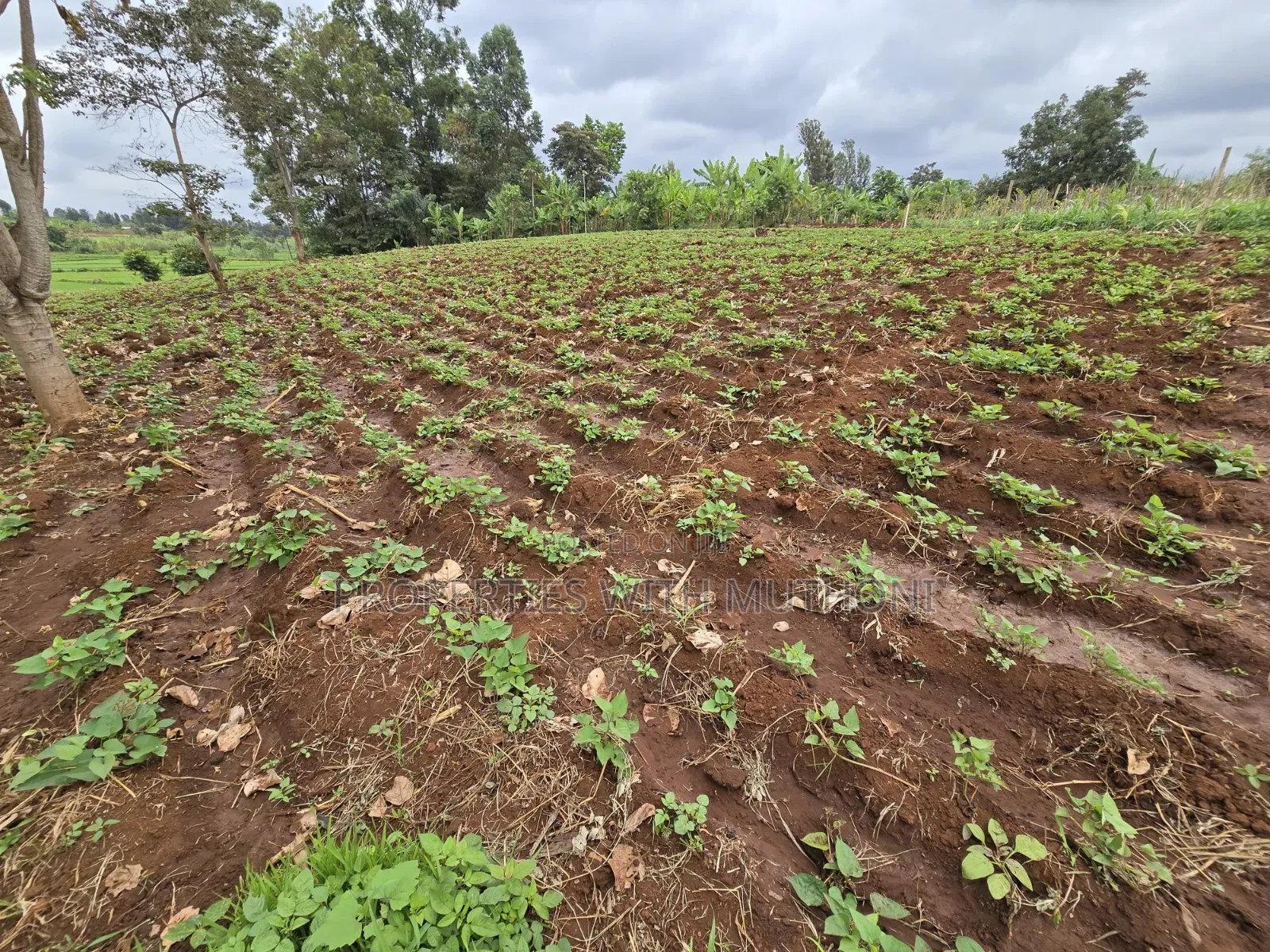 1 Acre for Sale in Kangai, Kirinyaga County.