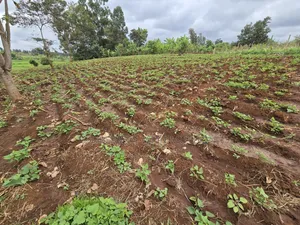 1 Acre for Sale in Kangai, Kirinyaga County.