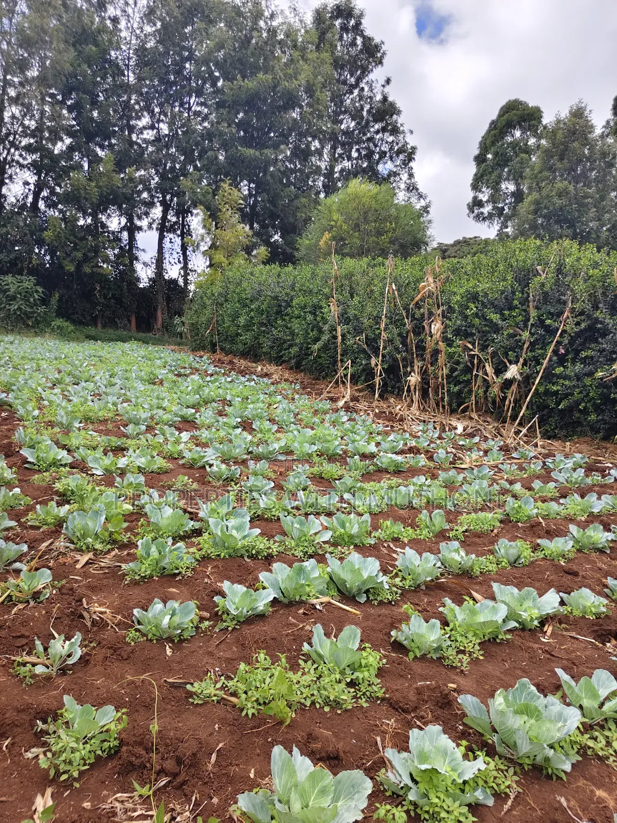 1 Acre of Land for Sale in Kahara, Ngong.