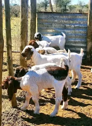 More Goats