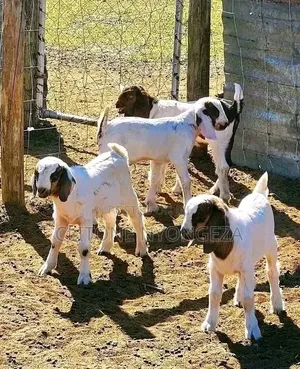 More Goats