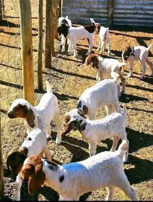 More Goats