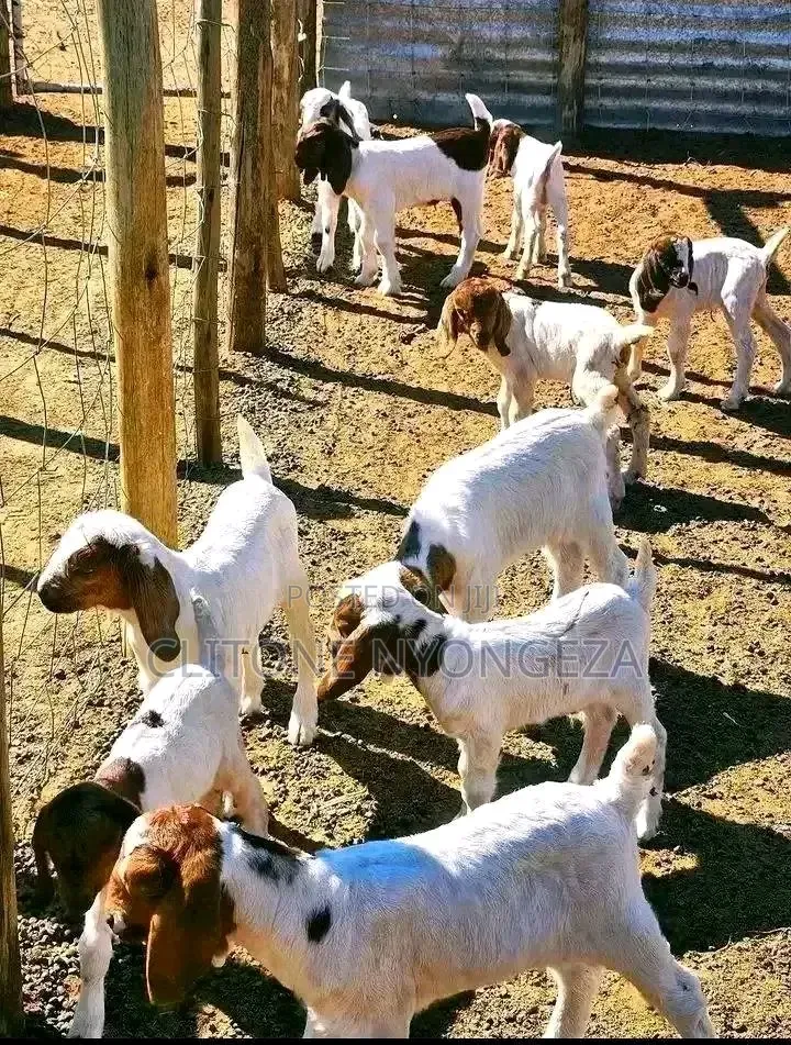 More Goats