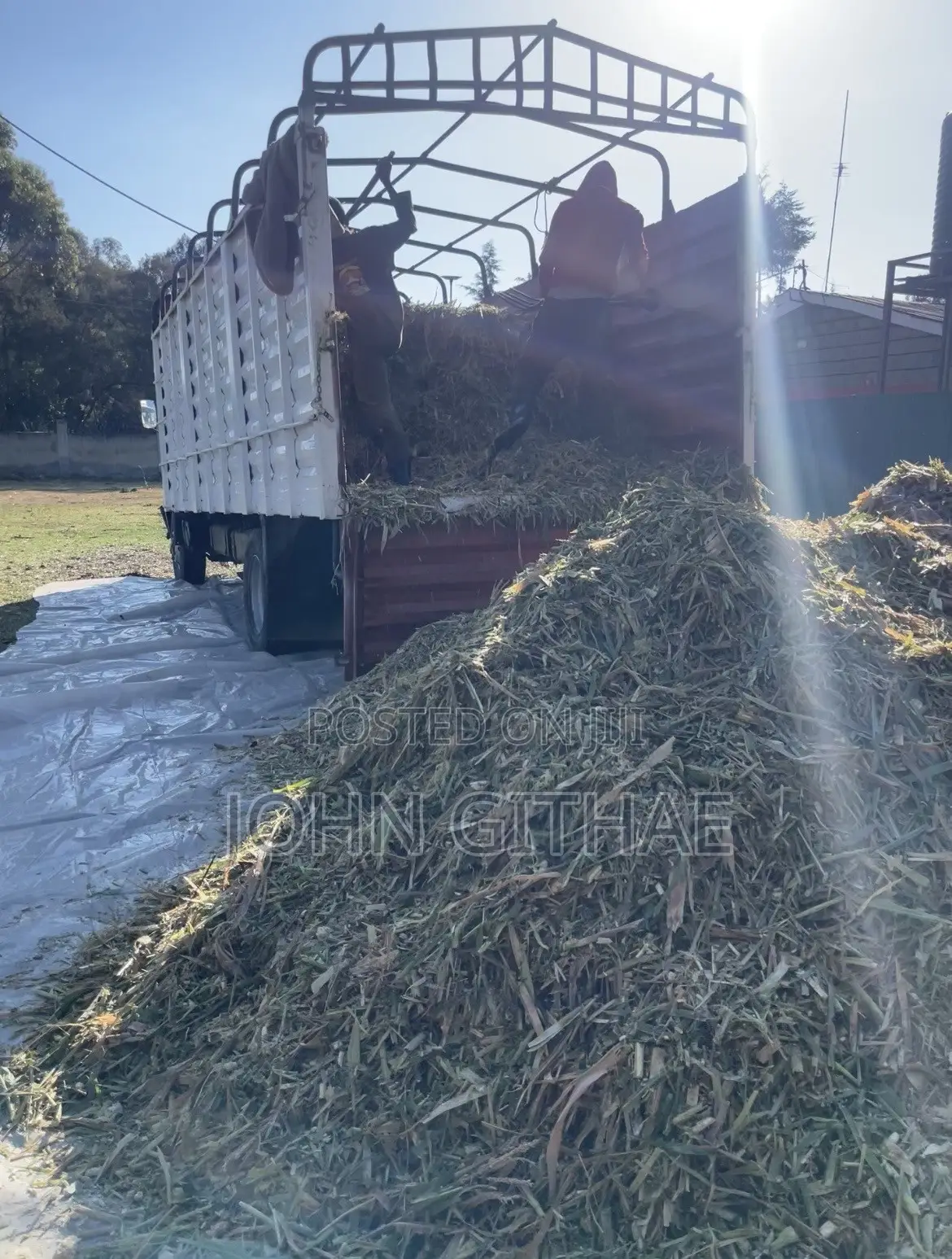 Loose Baby Corn Silage