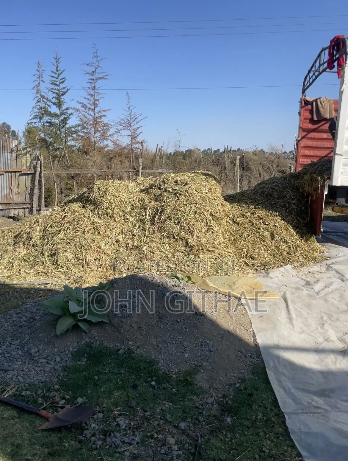 Loose Baby Corn Silage
