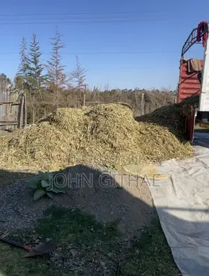 Loose Baby Corn Silage