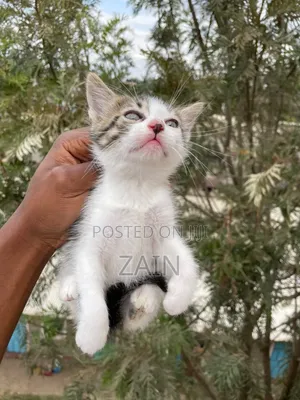 1-3 months Female Mixed Breed American Shorthair