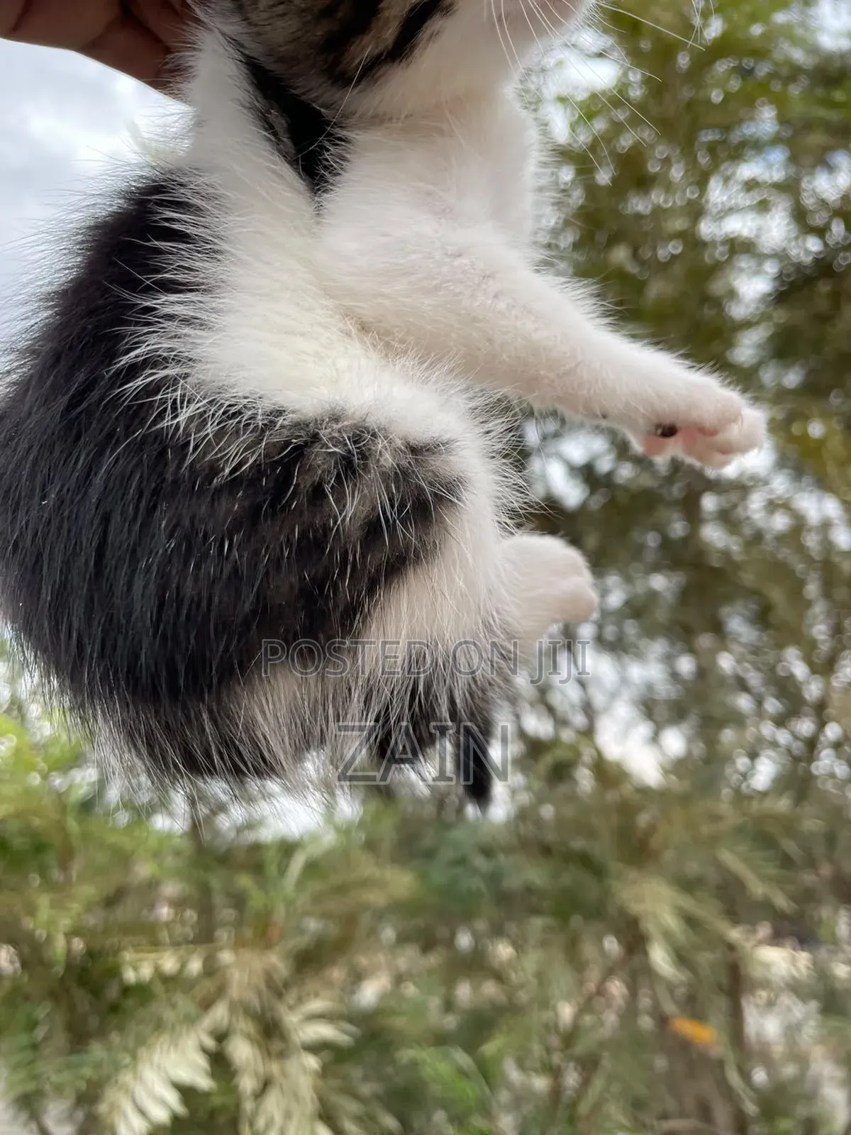1-3 months Female Mixed Breed American Shorthair
