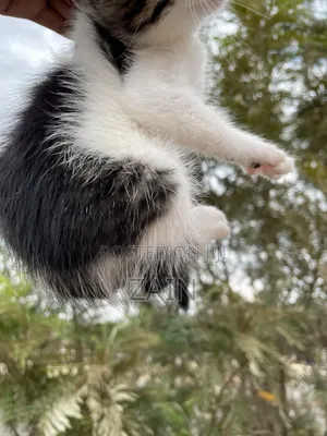 1-3 months Female Mixed Breed American Shorthair