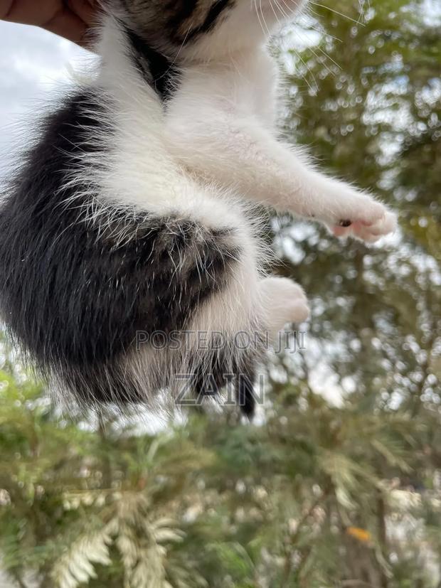 1-3 months Female Mixed Breed American Shorthair - thumbnail 2