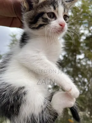 1-3 months Female Mixed Breed American Shorthair