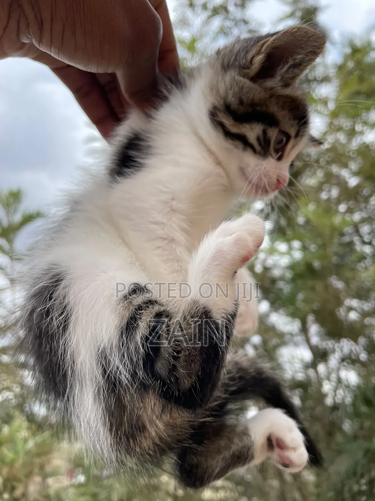 1-3 months Female Mixed Breed American Shorthair