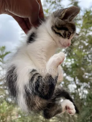 1-3 months Female Mixed Breed American Shorthair