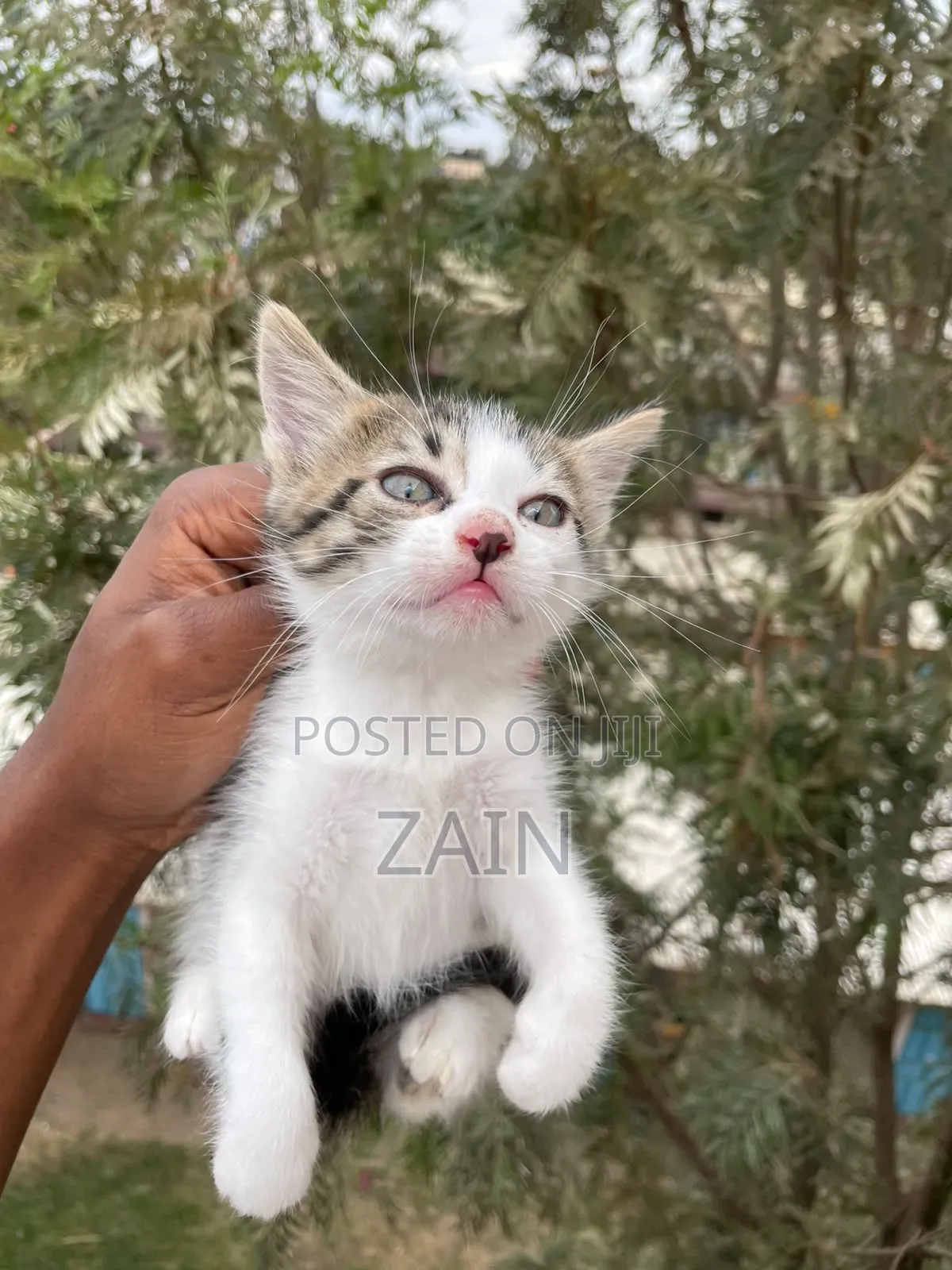 1-3 months Female Mixed Breed American Shorthair