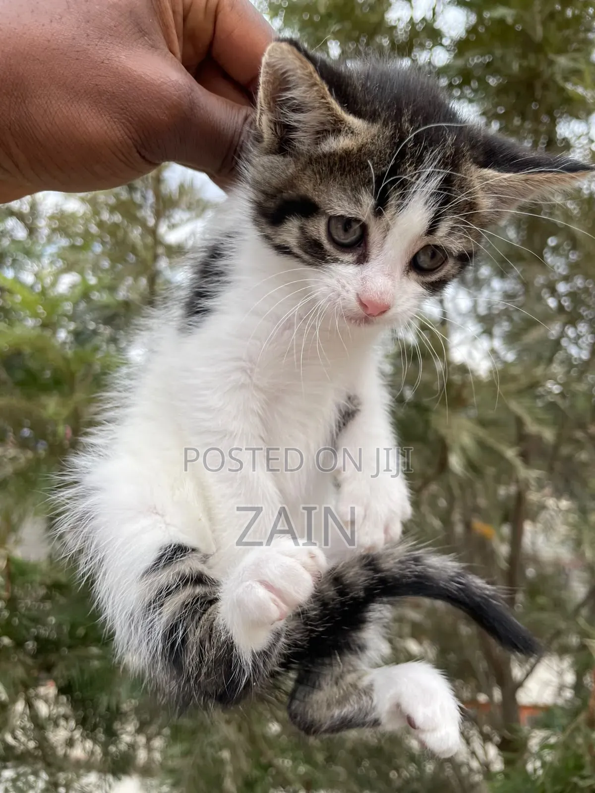 1-3 months Female Mixed Breed American Shorthair