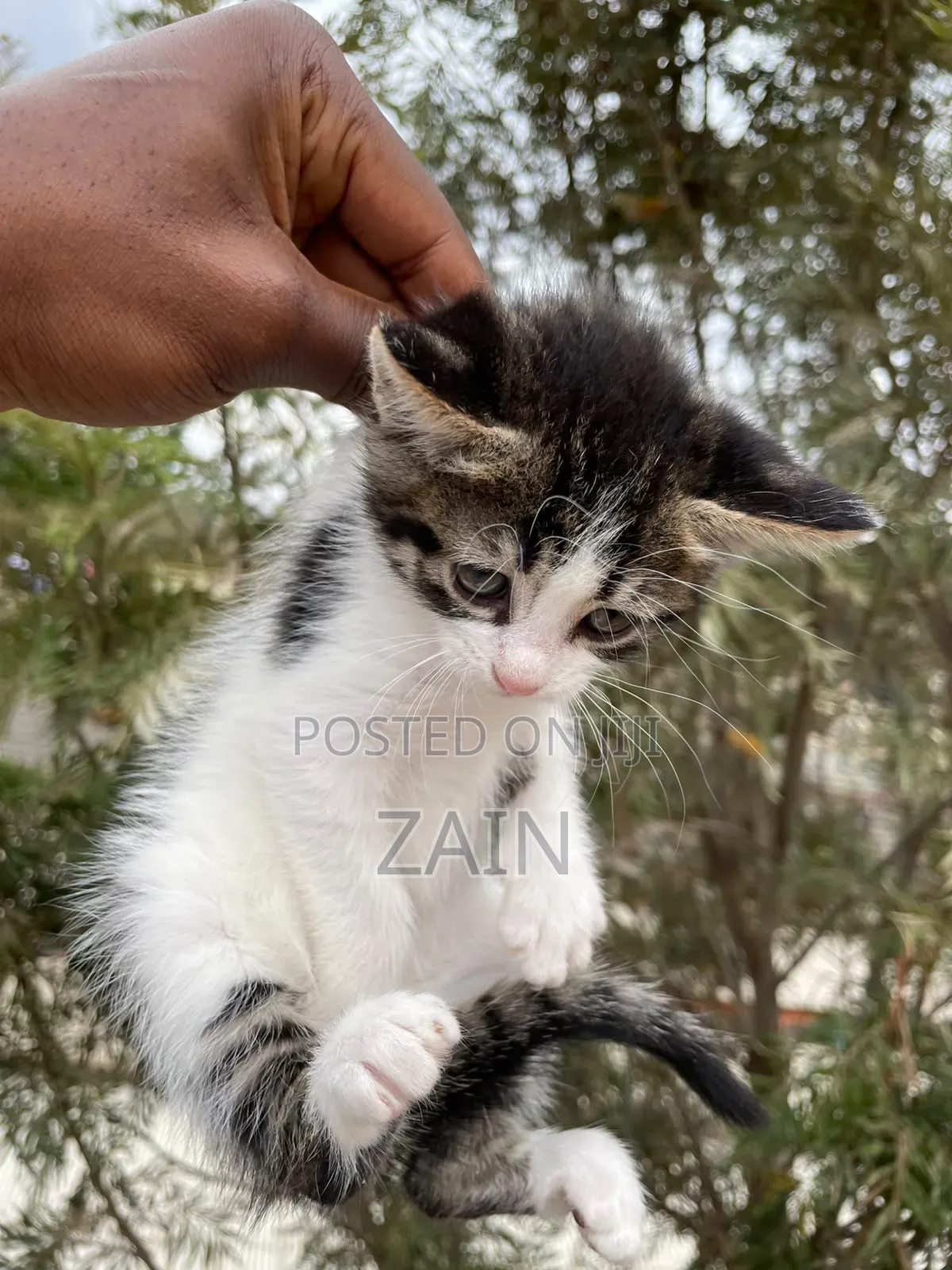 1-3 months Female Mixed Breed American Shorthair