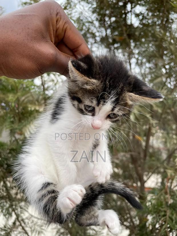 1-3 months Female Mixed Breed American Shorthair - thumbnail 7