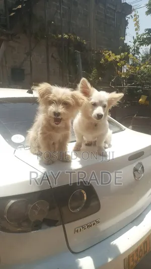 3-6 months Male Mixed Breed Japanese Spitz