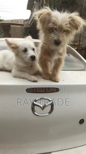 3-6 months Male Mixed Breed Japanese Spitz