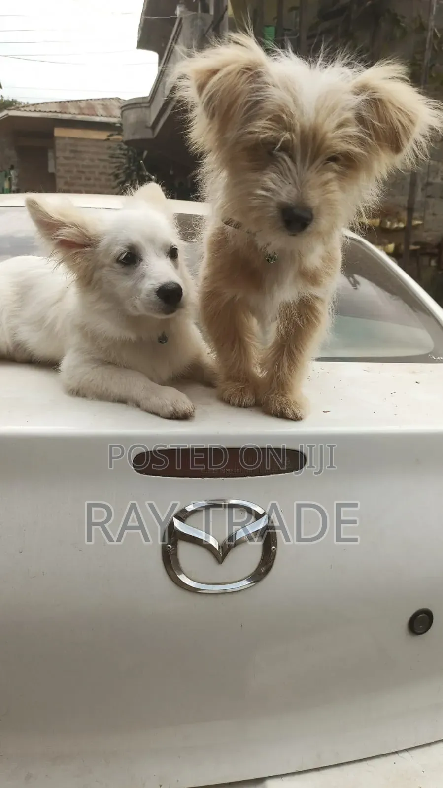 3-6 months Male Mixed Breed Japanese Spitz