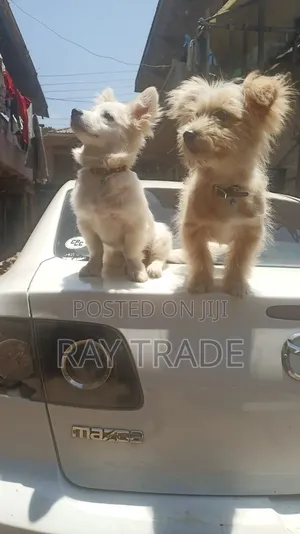 3-6 months Male Mixed Breed Japanese Spitz