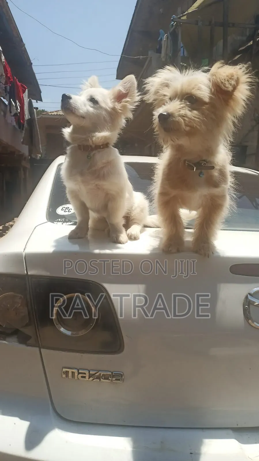 3-6 months Male Mixed Breed Japanese Spitz