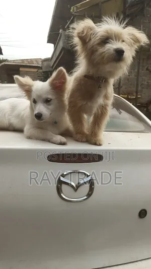 3-6 months Male Mixed Breed Japanese Spitz